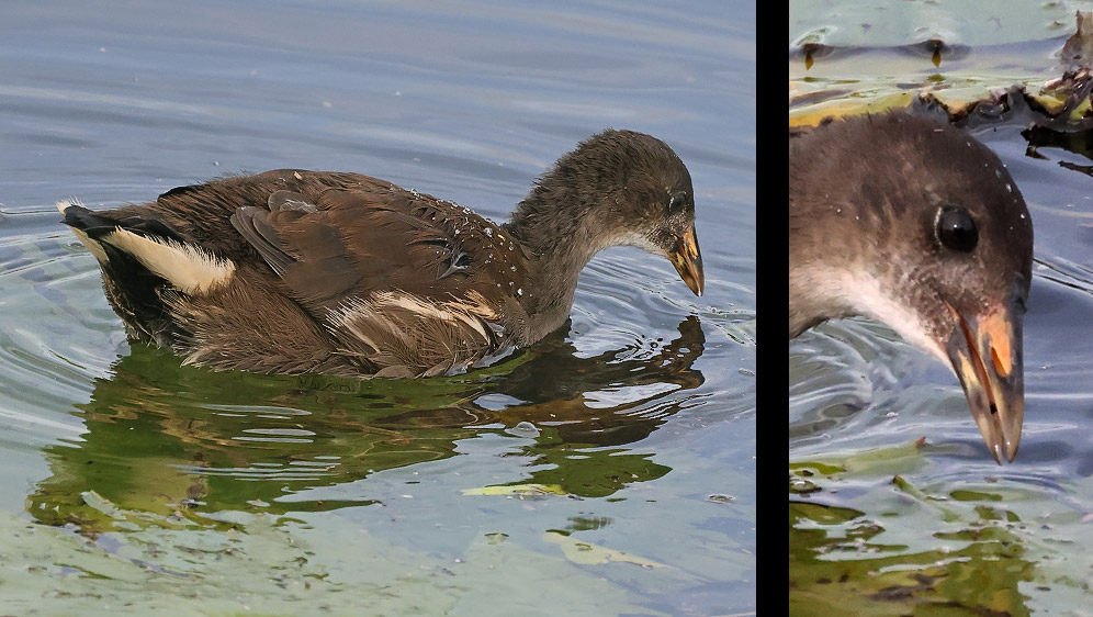 Common Moorhen immature